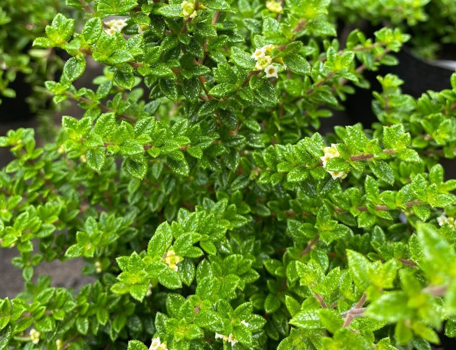 Nguồn gốc cây Hàm Hương